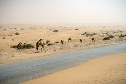 Unos camellos caminan junto a la carretera que cruza Mauritania de norte a sur, hacia el punto kilométrico 170, cerca de Chami.