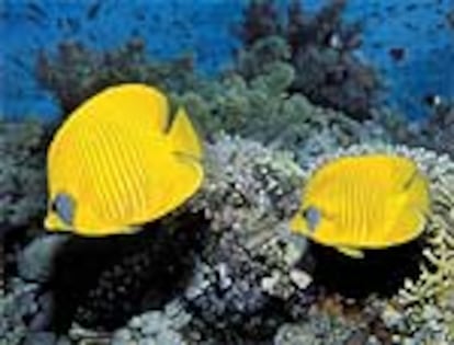 Pez mariposa (Chaetodon semilarvatus), que sólo se encuentra en el Mar Rojo.