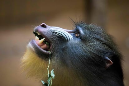 Un mandril durante la hora de la comida en el zoo de Berlín (Alemania). 