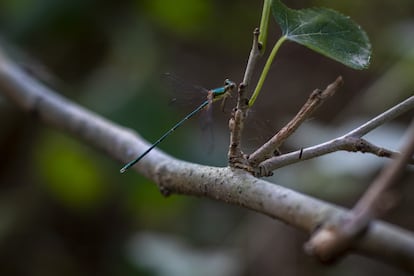 La diversitat d'insectes és molt rica al Pantà de la Foixarda. Aquí veiem un espiadimonis.