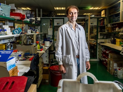 Miguel Quintela, director del Programa de Investigación Clínica del Centro de Investigaciones Oncológicas (CNIO), en la sede en Madrid.