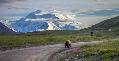 Un oso en el parque nacional Denali, en Alaska.