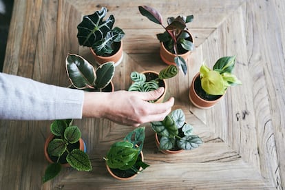 Las miniplantas precisan poco más que temperatura cálida constante y luz indirecta.