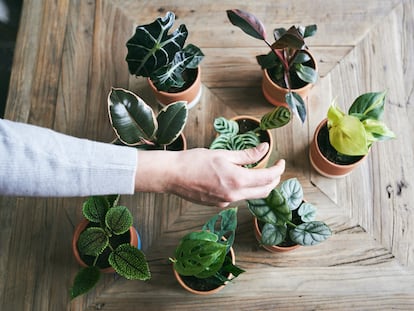 Las miniplantas precisan poco más que temperatura cálida constante y luz indirecta.