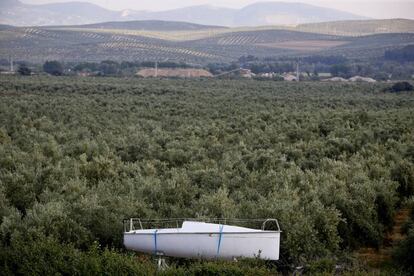 Un barco del astillero Tarsis en un campo de olivos de Andújar.