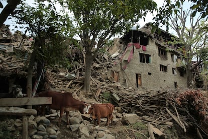 Ganado junto a un edificio dañado por el terremoto en Kunar, Afganistán.
