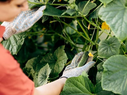 Nueva alianza para digitalizar pymes agroalimentarias