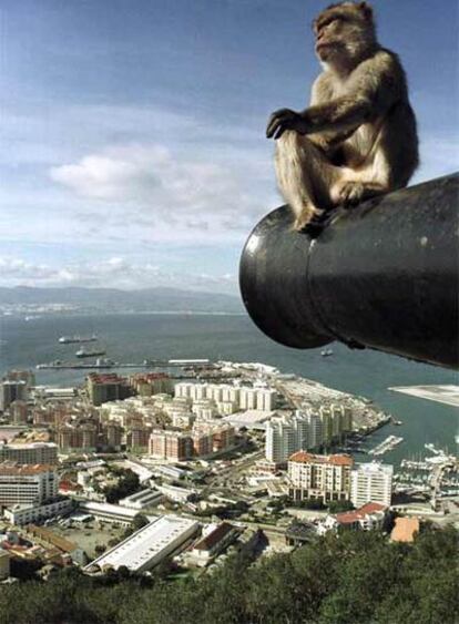 Mono gibraltareño sentado en un cañón de la Roca.