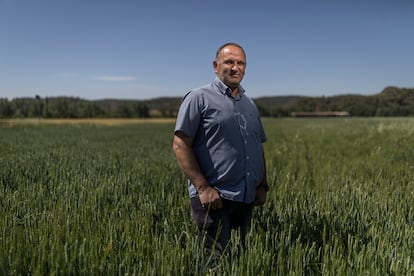 Josep Sangrà asegura que el trigo debería llegarle a la altura del pecho