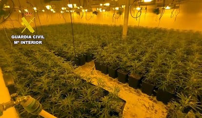 Macrocultivo de marihuana desmantelado por la Guardia Civil en Totana (Murcia).