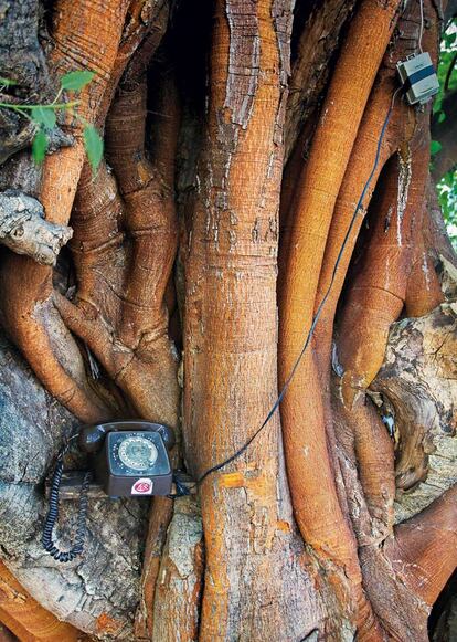 Árbol con teléfono