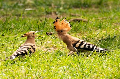 Dos abubillas pelean por su presa, una avispa, en un parque de Barcelona.