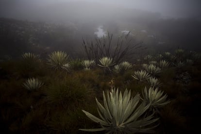 Páramo en el Parque Nacional de Chingaza, en Colombia