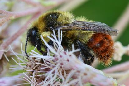 bumblebee, photographed in Toronto, Canada