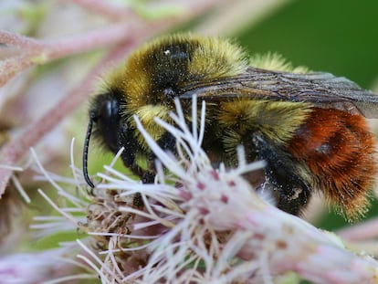 bumblebee, photographed in Toronto, Canada