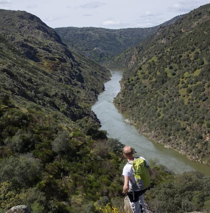 Un crucero ambiental a bordo de un catamarán con techo de cristal recorre el tramo más espectacular del parque natural de los Arribes del Duero, entre la localidad portuguesa de Miranda de Douro y el valle del Águila (Zamora). Un cortado sinuoso y estrecho entre verticales murallones de granito (hasta 400 metros de altura), fruto de la erosión milenaria. Un guía de la Estación Biológica Internacional va explicando las peculiaridades del paisaje que se contempla, como los inusuales cultivos mediterráneos (olivos, viñedos, almendros) que aparecen en los arribes (orillas) o el vuelo de aves como la cigüeña negra o el águila real. <a href="http://www.duerodouro.org/" target="_blank">duerodouro.org</a>