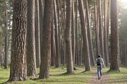 Un senderista caminando por las Pesquerías Reales a través del pinar de Valsaín.