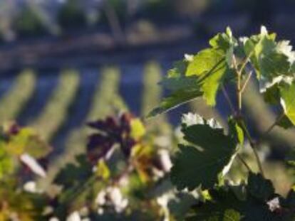 Bodegas Vega Sicilia.