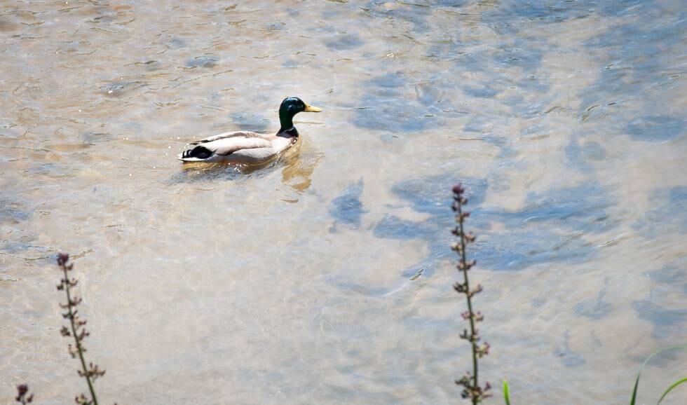 Un ánade real en el río Manzanares.