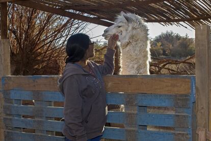 Sandra Flores cuida de los animales en su rancho, donde da a conocer la cultura atacameña a los turistas. 