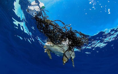 Rescat d'una tortuga a Balears.