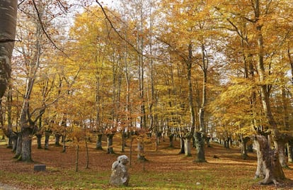 Un bosque de hayas durante el otoño en el parque natural de Urkiola.