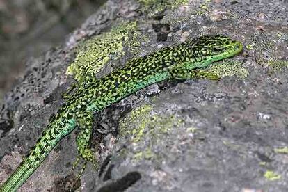 La Unión también ha indicado que, aunque los desiertos y zonas áridas del planeta "aparentan estar relativamente intactos" sus animales y plantas también se encuentran entre las especies más raras y amenazadas". En la foto, un lagarto verde en la sierra española de Gredos.