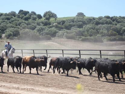 Toros de la ganadería de Fuente Ymbro, en la dehesa gaditana.