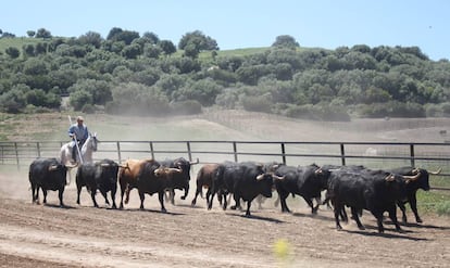 Toros de la ganadería de Fuente Ymbro, en la dehesa gaditana.