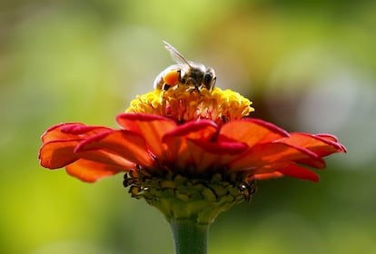 Una abeja sobre una Zinnia en Accord, Nueva York.