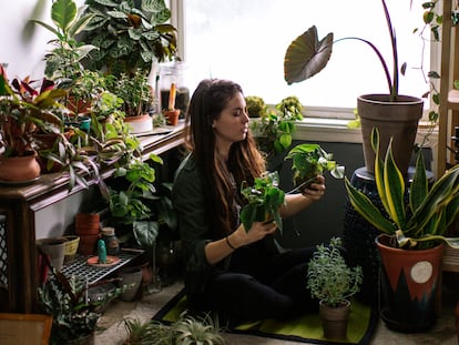 plantas supermercado