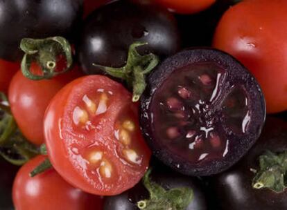 Imagen de los tomates transgénicos que podrían contribuir a la prevención del cáncer desarrollados en el Reino Unido