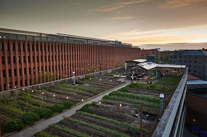 Tres ciudadanos han organizado un huerto, con cultivos, gallinas y abejas, en la azotea de un edificio. Los jardines en las azoteas son cada vez más frecuentes.