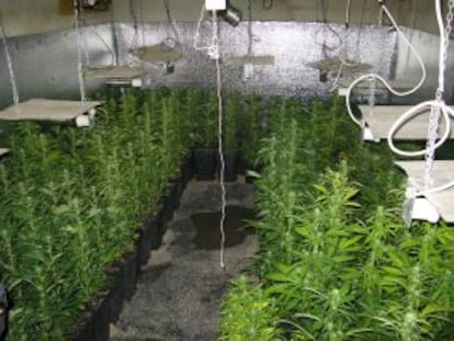 Imagen cedida por la Guardia Civil del cobertizo en el que se hallaron 300 plantas de marihuana en Montserrat.