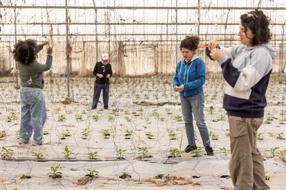 Israeli volunteers work in a greenhouse at the Sharsheret moshav in Israel in January.