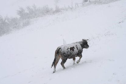Una vaca camina en una nevada en España.