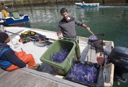 Medusas de tipo calabera portuguesa, capturadas en la entrada a la bahía de La Concha.