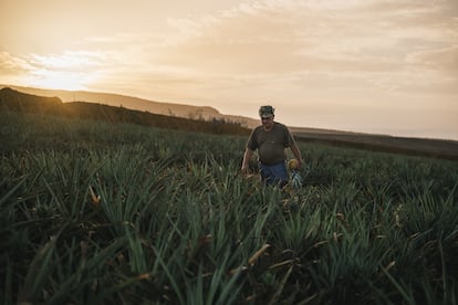 En la finca de Veneguera, el grupo hotelero Lopesan cultiva la piña tropical. 
Fotografía proporcionada por el establecimiento