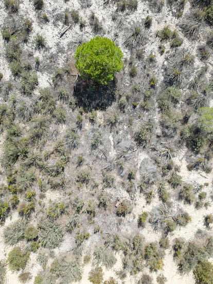 Vegetación que crece en la laguna del Zahillo debido a la falta de agua.