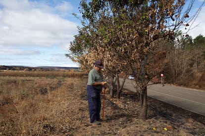 Valentín Turrado, uno de los afectados por el incendio de Castrocalbón, muestra el estado en el que han quedado sus árboles frutales.