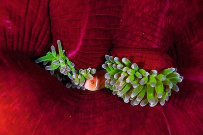 Anémona rosa capturada por Doubilet en las aguas de Papúa Nueva Guinea.