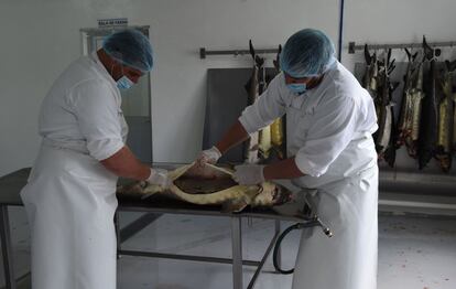 Workers handle sturgeon spawns at the sturgeon farm in Baygorria, 270km north of Montevideo, on August 31, 2016.
A Uruguayan firm, "Esturiones del Rio Negro", produces and exports since 2000 caviar under the brand "Black River Caviar", an atypical product from a country traditionally known as a beef exporter. / AFP PHOTO / MIGUEL ROJO