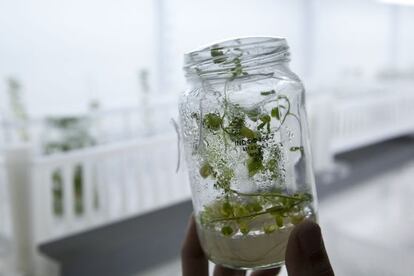 Ensayos con semillas transgénicas en la empresa biotecnológica argentina Bioceres, en Rosario.