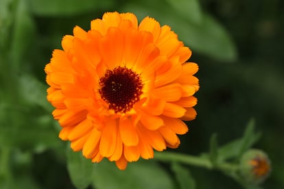 La belleza y sencillez de la inflorescencia de la caléndula, una planta que también se usa en cocina.