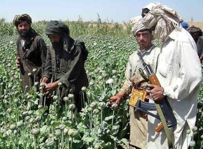 Combatientes talibanes recolectan opio en la provincia de Helmand. La foto fue tomada el pasado 25 de abril.