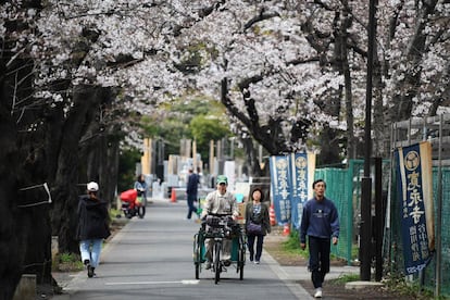 Los habitantes y visitantes acuden a parques, templos y plazas para contemplar la belleza de los árboles, autorretratarse y festejar la llegada de esta flor, símbolo de prosperidad. En la imagen, algunos transeúntes caminan por una calle de Tokio rodeada de cerezos en flor, el 26 de Marzo de 2019.