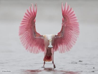 El fotógrafo Steven Baldwin, de Estados Unidos, captó un grupo de espátulas adultas en una colonia en la bahía de Tampa, Florida, cuando fotografió una de las aves volando.