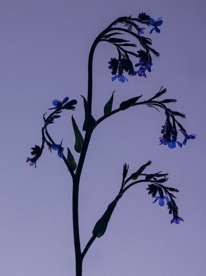 Anchusa (‘Anchusa azurea’).