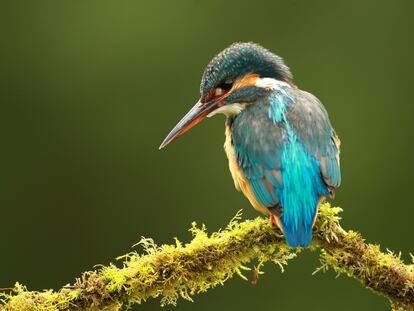 Un ejemplar de martín pescador.