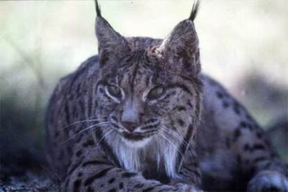 Un ejemplar de lince ibérico.